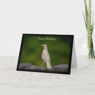 Happy Birthday Card Eastern Albino Robin Karte