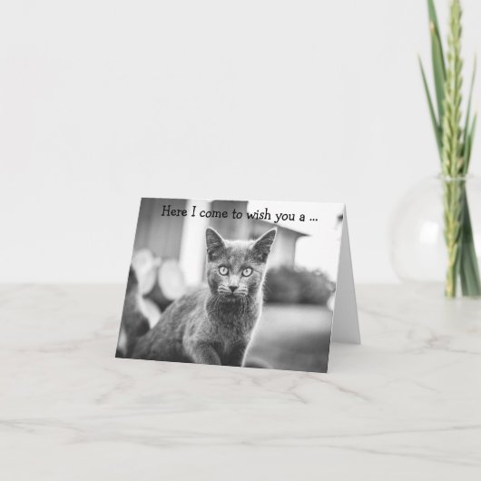 Happy Birthday Card: Gray Cat Karte (Vorderseite)