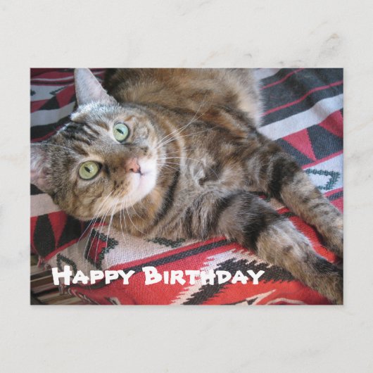 Happy Birthday Cat Postkarte (Vorderseite)