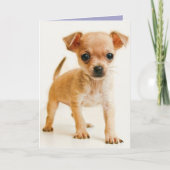 Happy Birthday Chihuahua Puppy Dog Grußkarte Karte (Vorderseite)