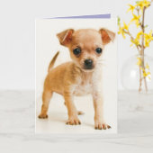 Happy Birthday Chihuahua Puppy Dog Grußkarte Karte (Gelbe Blume)