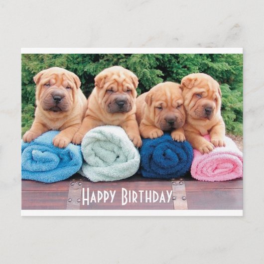 Happy Birthday Chinese Shar Pei Puppy Dog Postkart Postkarte (Vorderseite)