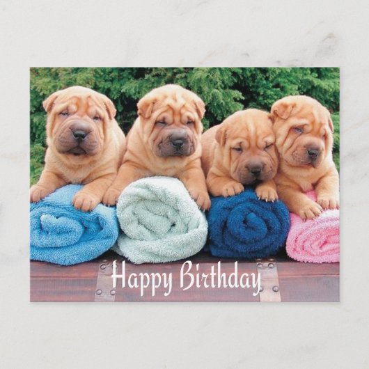 Happy Birthday Chinese Shar Pei Puppy Dog Postkart Postkarte (Vorderseite)