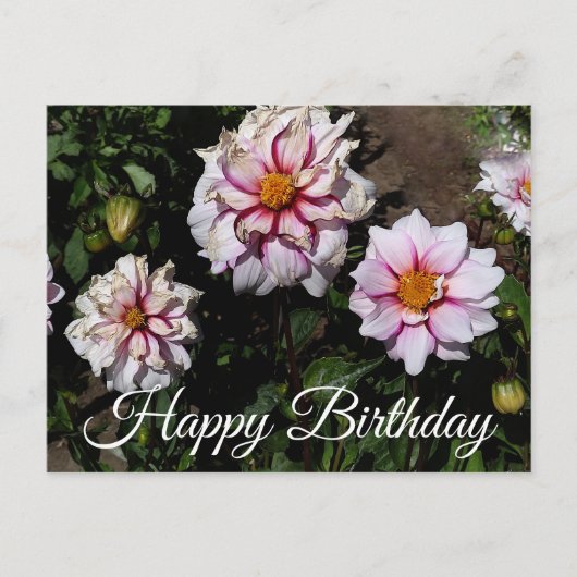 Happy Birthday Dahlia Edge of Joy #1 Postcard Postkarte (Vorderseite)
