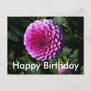 Happy Birthday Dahlia Pink Paradise #1 Postkarte