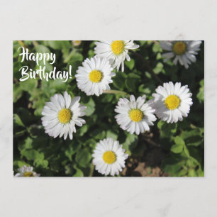 Happy Birthday Daisies Fotografie Karte