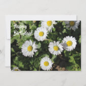 Happy Birthday Daisies Fotografie Karte (Vorderseite)
