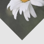 Happy Birthday Daisy Tissue Seidenpapier (Ausschnitt)