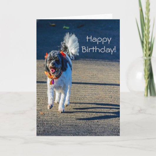 Happy Birthday Dog Karte (Vorderseite)