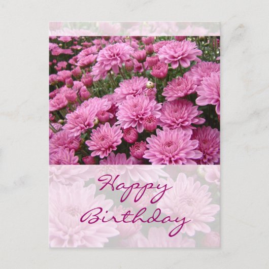 Happy Birthday - Ein Meer rosa Chrysanthemums #2 Postkarte (Vorderseite)