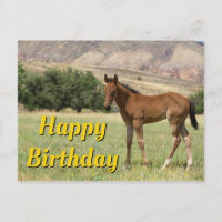 Happy Birthday Foal