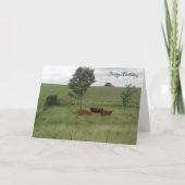 Happy Birthday Friedlich Day Cows in Field Card Karte (Vorderseite)
