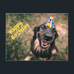 Happy Birthday Funny Dog in Party Hat Postkarte<br><div class="desc">Funny Hund</div>
