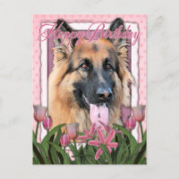 Happy Birthday - German Shepherd - Long haarig