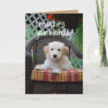 Happy Birthday Golden Doodle Puppy