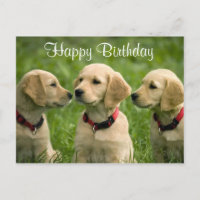Happy Birthday Golden Retriever Welpen Postkarte