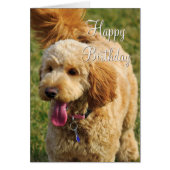 Happy Birthday Goldendoodle Dog (Vorne)