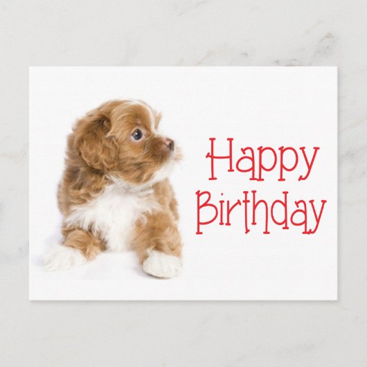 Happy Birthday Havanese Puppy Dog Postkarte (Vorderseite)