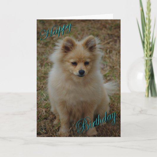 Happy Birthday Hund Spitz Geburtstag wünscht Karte (Vorderseite)