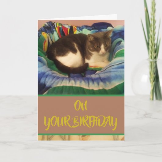 Happy Birthday Inhouse Gray und White Kitty Cat Karte (Vorderseite)