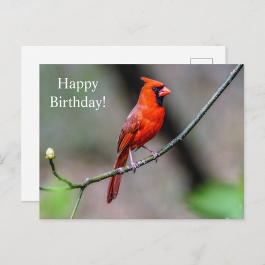 Happy Birthday Kardinal Postcard Postkarte (Vorne/Hinten)