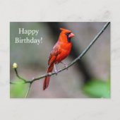 Happy Birthday Kardinal Postcard Postkarte (Vorderseite)
