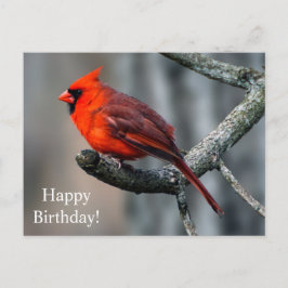 Happy Birthday Kardinal Postcard Postkarte