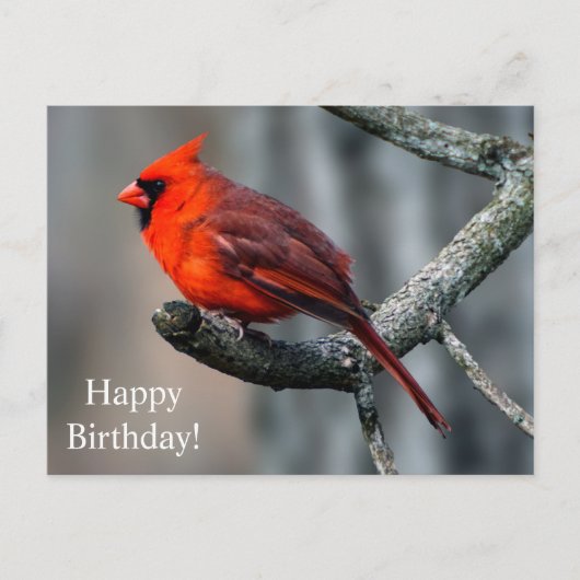 Happy Birthday Kardinal Postcard Postkarte (Vorderseite)