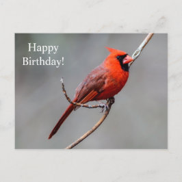 Happy Birthday Kardinal Postcard Postkarte