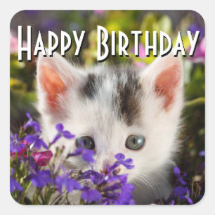Happy Birthday Kitten Quadratischer Aufkleber