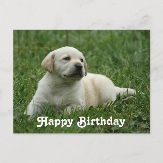 Happy Birthday Labrador Retriever Puppy Post Card Postkarte (Vorderseite)