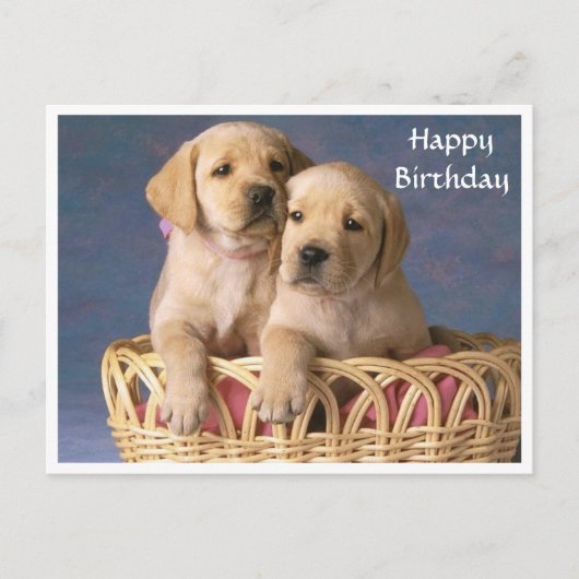 Happy Birthday Labrador Retriever Puppy Post Card Postkarte (Vorderseite)