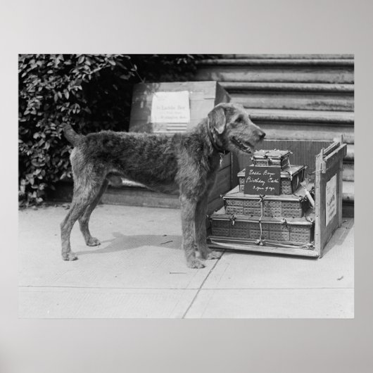 Happy Birthday Laddie Boy, 20 Jahre Poster (Vorne)