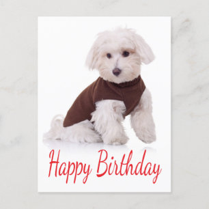 Happy Birthday Maltese Puppy Dop Card Postkarte