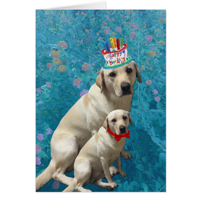Happy Birthday mit Labrador Hunde, Adorable (Vorne)