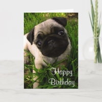 Happy Birthday Mops Puppy Dog Grußkarte