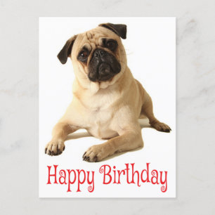 Happy Birthday Mops Puppy Dog Postkarte