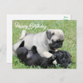 Happy Birthday Mops Puppy Dog Postkarte (Vorne/Hinten)