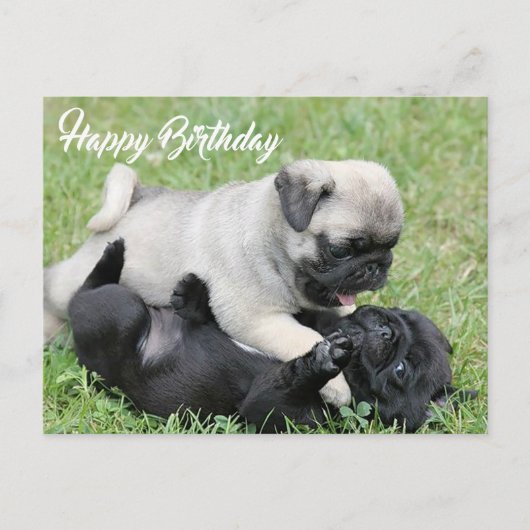 Happy Birthday Mops Puppy Dog Postkarte (Vorderseite)