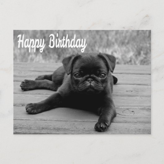 Happy Birthday Mops Puppy Dog Postkarte (Vorderseite)