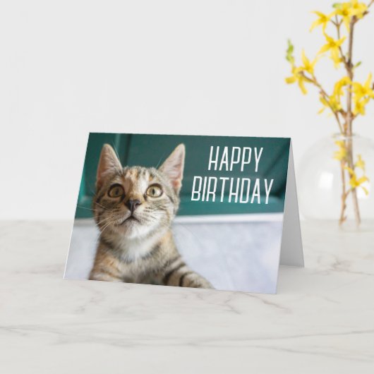 Happy Birthday | Niedlich Tabby Kitten Karte (Gelbe Blume)