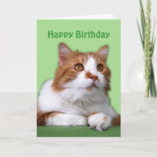 Happy Birthday Orange und White Thoughful Cat Karte (Vorderseite)