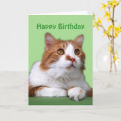 Happy Birthday Orange und White Thoughful Cat Karte (Gelbe Blume)