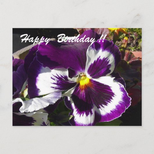 Happy Birthday Pansy Postkarte (Vorderseite)