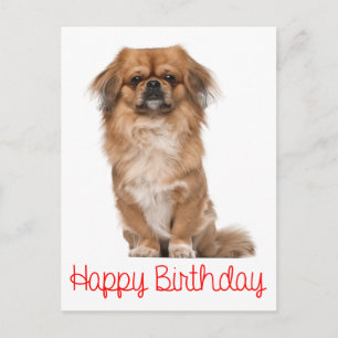 Happy Birthday Pekingese Puppy Dog Postkarte