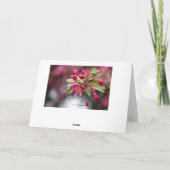 Happy Birthday Pink Crab Apple Blume Card Karte (Rückseite)
