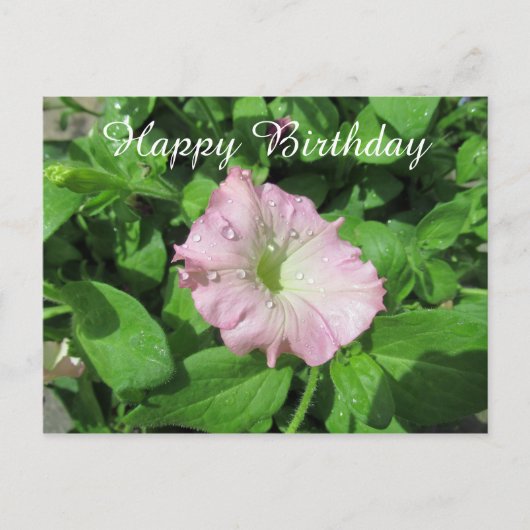 Happy Birthday Pink Petunia Fotografie Postkarte (Vorderseite)