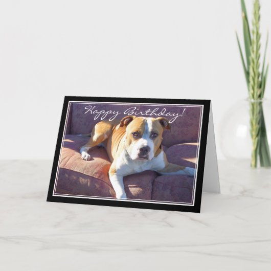 Happy Birthday Pitbull Dog Card Karte (Vorderseite)
