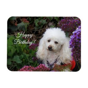 Happy Birthday Poodle Hund Magnetkarte Magnet