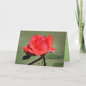 Happy Birthday Scarlet Rose Card Karte (Rückseite)